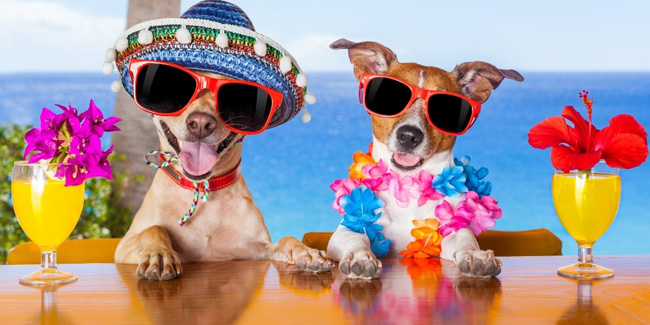 Повний список собачих свят на 2025-2026 рік. Повний список собачих свят на 2025-2026 рік.