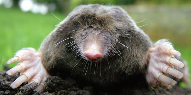  23  -  Mole