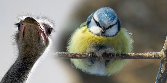 Результат пошуку зображень за запитом "Міжнародний день птахів"