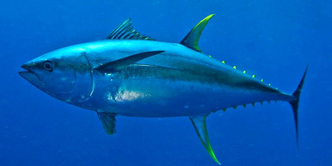 На відміну від інших порід риб, тунець здатний збільшити і підтримувати температуру тіла на декілька градусів вище температури навколишньої води і може бути класифікований як теплокровну тварину