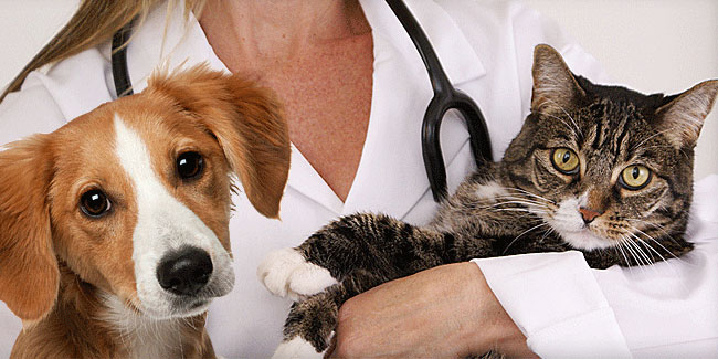 За статистикою, майже 80% практикуючих ветеринарів складають жінки