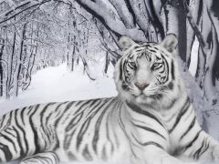 Білий тигр. 
 Файні тигри. 
 Розмір 1024 X 768