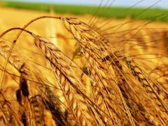 Поле біля Запоріжжя. 
 Запоріжжя. 
 Розмір 1024 X 768