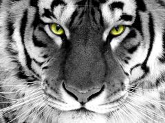 Зелені очі. 
 Файні тигри. 
 Розмір 1024 X 768