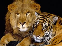 Тигр і лев. 
 Файні тигри. 
 Розмір 1024 X 768