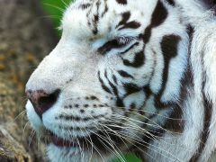 Ситий білий тигр. 
 Файні тигри. 
 Розмір 1024 X 768