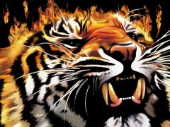 Вогняний тигр. 
 Файні тигри. 
 Розмір 1024 X 768