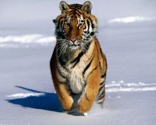 Зимова пробіжка. 
 Файні тигри. 
 Розмір 1280 X 1024