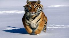 Зимова пробіжка. 
 Файні тигри. 
 Розмір 1280 X 720