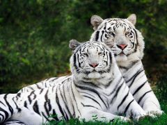 Пара білих тигрів. 
 Файні тигри. 
 Розмір 1024 X 768