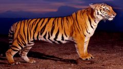 Нічне полювання. 
 Файні тигри. 
 Розмір 1280 X 720