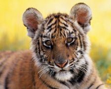 �������. 
 ����� �����. 
 ����� 1280 X 1024