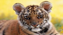 �������. 
 ����� �����. 
 ����� 1280 X 720