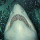 Листівка - Від акули бізнесу - подяка стоматологу