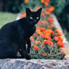 День вдячності чорній кішці в Великобританії