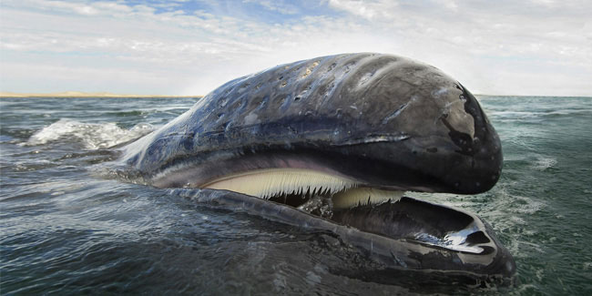 Подія 9 лютого - Всесвітній день захисту морських ссавців і Всесвітній день китів