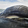 Всесвітній день захисту морських ссавців і Всесвітній день китів