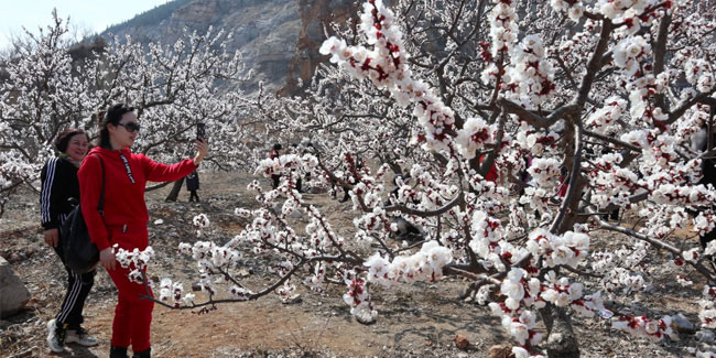 Подія 4 березня - Фестиваль деревонасадження в Китаї