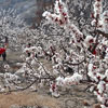 Фестиваль деревонасадження в Китаї