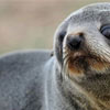 Міжнародний день захисту дитинчат тюленів
