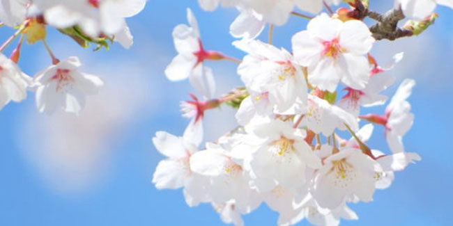 Подія 21 березня - День весняного рівнодення або Сюмбун-но хі або 春分 の 日 в Японії