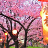 Свято цвітіння сакури в Японії