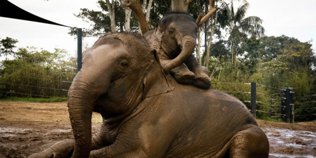 Подія 20 червня - Всесвітній день захисту слонів в зоопарках