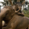 Всесвітній день захисту слонів в зоопарках