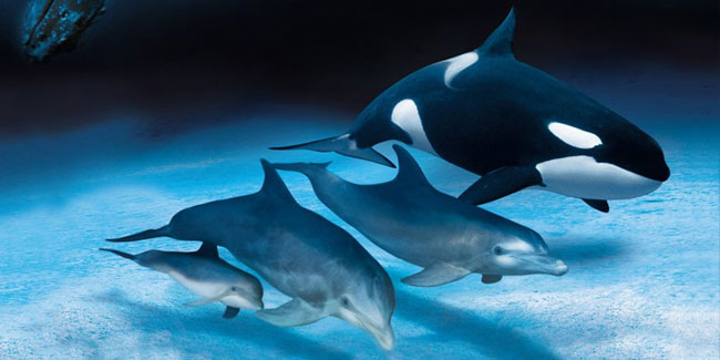 Подія 23 липня - Всесвітній день китів і дельфінів