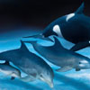 Всесвітній день китів і дельфінів