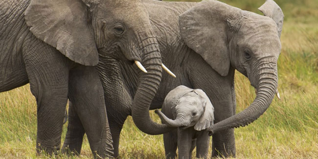 Подія 22 вересня - Всесвітній день захисту слонів