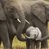 Всесвітній день захисту слонів
