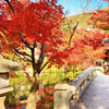 Свято осіннього рівнодення Сюбун-но-хі в Японії