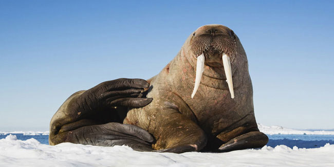 Подія 24 листопада - День моржа в країнах Арктики