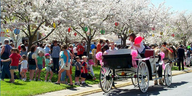 Фестиваль цветущей вишни в Маконе (штат Джоржия, США)