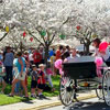 Фестиваль квітучої вишні у Маконі