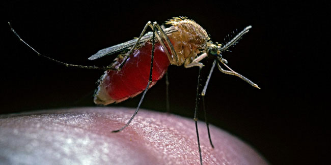 Подія 5 листопада - Національний тиждень боротьби проти малярії в Південній Африці