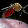 Національний тиждень боротьби проти малярії в Південній Африці