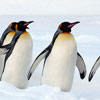 День знань про пінгвінів