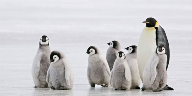 Подія 25 квітня - Всесвітній день пінгвінів