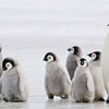 Всесвітній день пінгвінів