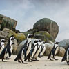 Африканський День обізнаності про пінгвінів