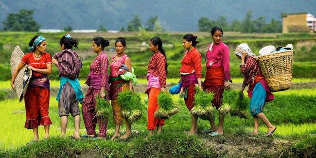 Подія 29 червня - Національний день рису в Непалі