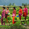 Національний день рису в Непалі