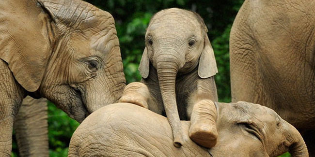 Подія 22 вересня - Національний день слонів в США