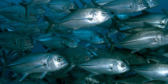 Подія 21 квітня - Всесвітній день міграції риб