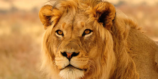 Подія 10 серпня - Всесвітній день лева