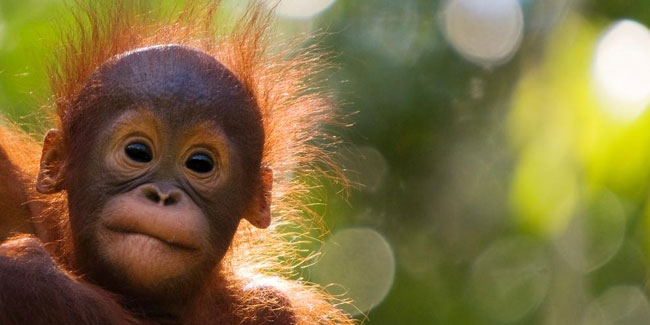 Подія 19 серпня - Всесвітній день орангутангу
