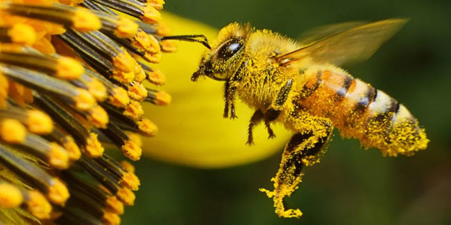 Подія 19 серпня - Національний день медоносної бджоли в США