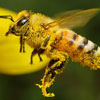 Національний день медоносної бджоли в США
